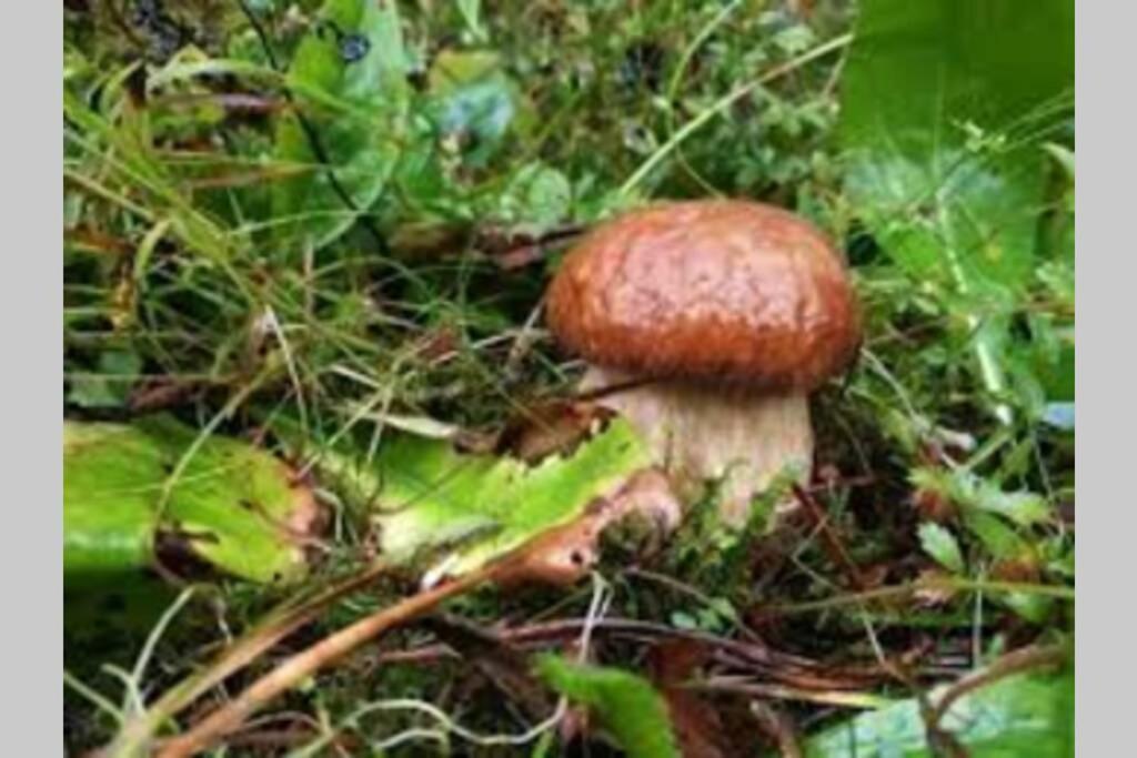Hut At The Forest Male Brusnice Esterno foto